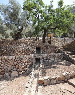 Es Seregalls Walking Olive Grove Tour